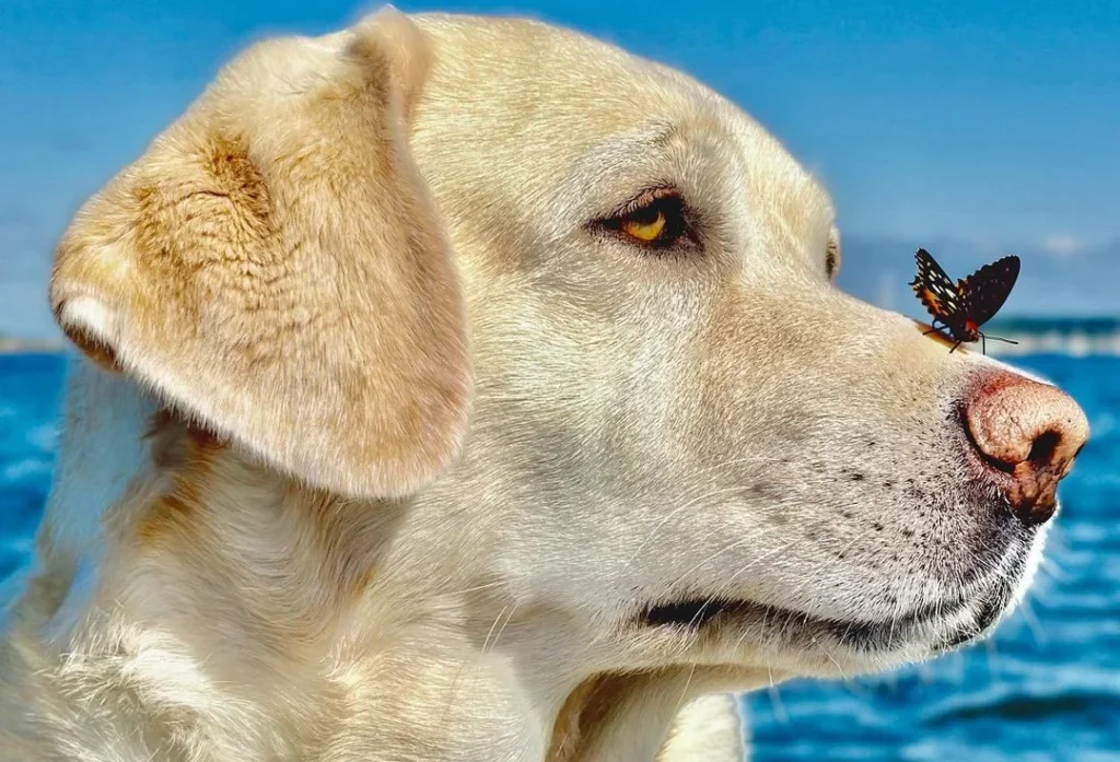 cute dog with a butterfly on it's nose looking into the distance, golden, brown eyes, ocean in the background
