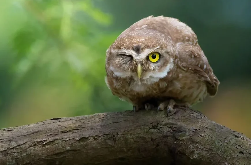 professional wildlife photography of an owl, shot with the best cameras for bird photography in 2024