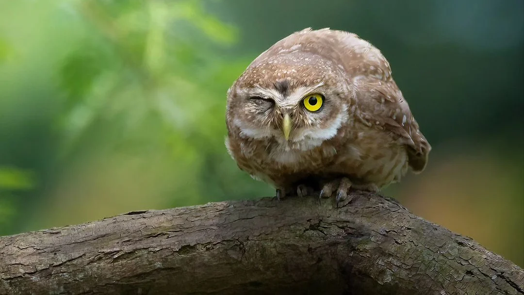 professional wildlife photography of an owl, shot with the best cameras for bird photography in 2024